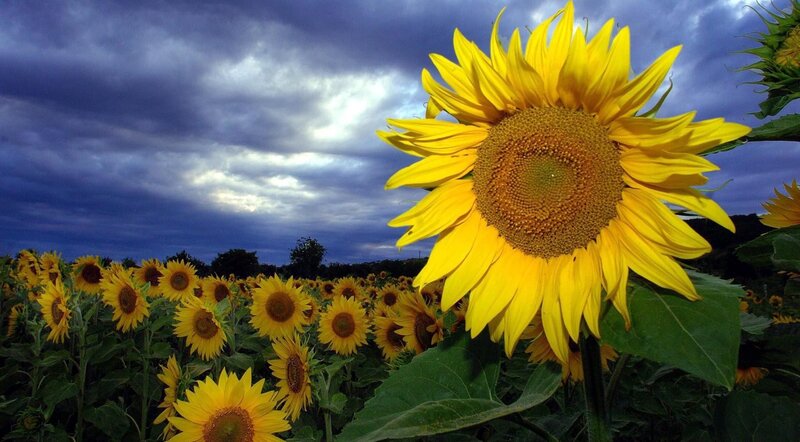 Sunflower in Field — Yellow, Dramatic, Afternoon, Photograph, Clouds, Sky