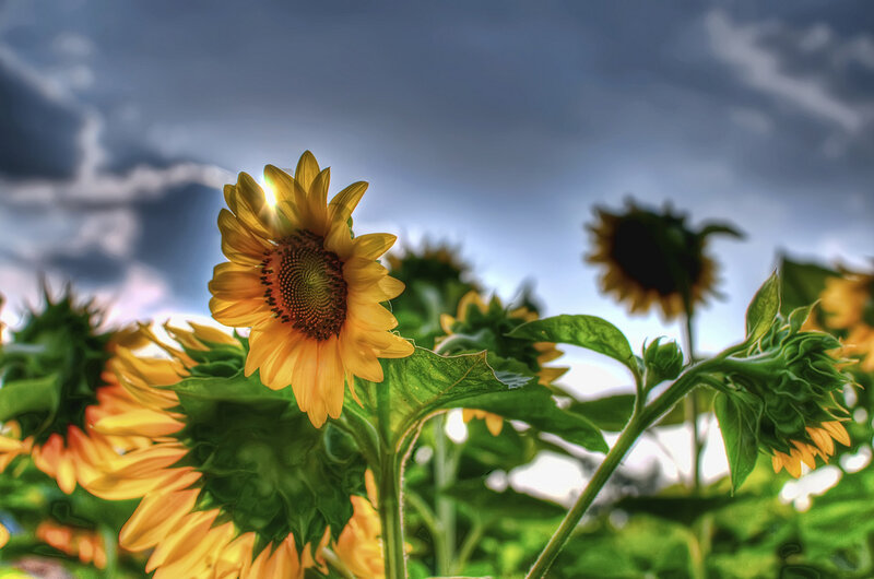 Sunflower in Field — Yellow, Dramatic, Afternoon, Photograph, Clouds