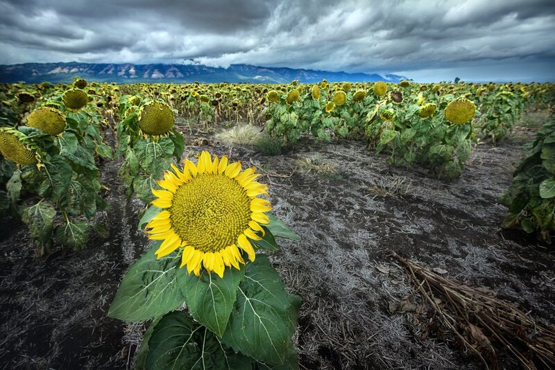 Sunflower in Field — Yellow, Dramatic, Afternoon, Photograph, Mountains