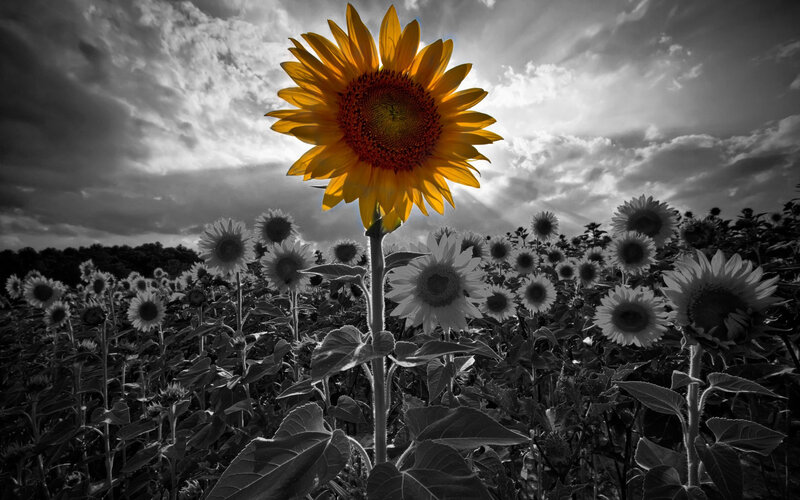 Sunflower in Field — Yellow, Dramatic, Afternoon, Photograph, Sky, Clouds, Black