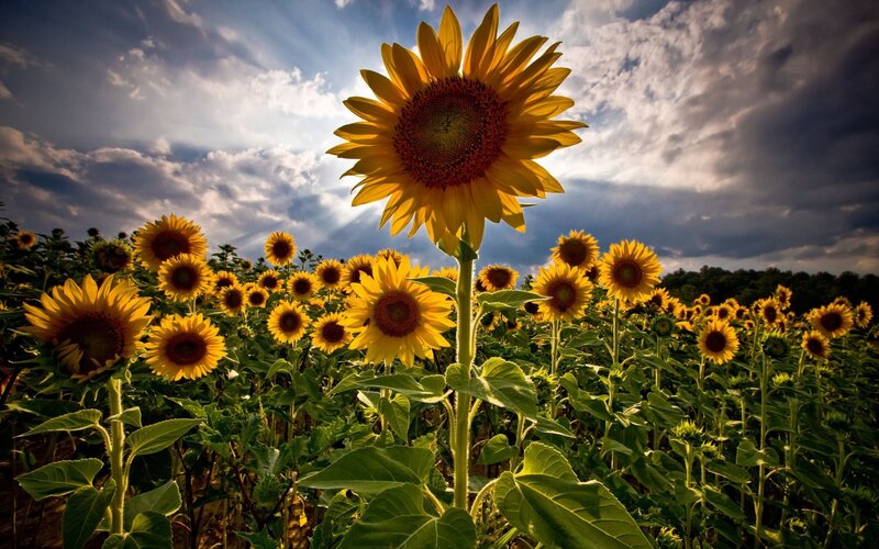 Sunflower in Field — Yellow, Dramatic, Afternoon, Photograph, Sky, Clouds, Trees, Green, Blue