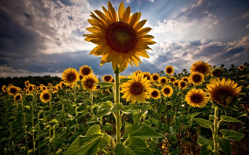 Sunflower in Field — Yellow, Dramatic, Afternoon, Photograph
