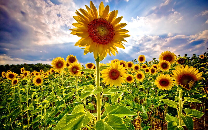 Sunflower in Field — Yellow, Dramatic, Afternoon