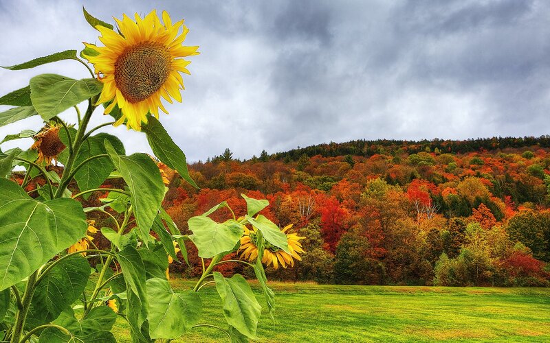 Sunflower in Field — Yellow, Dramatic, Autumn