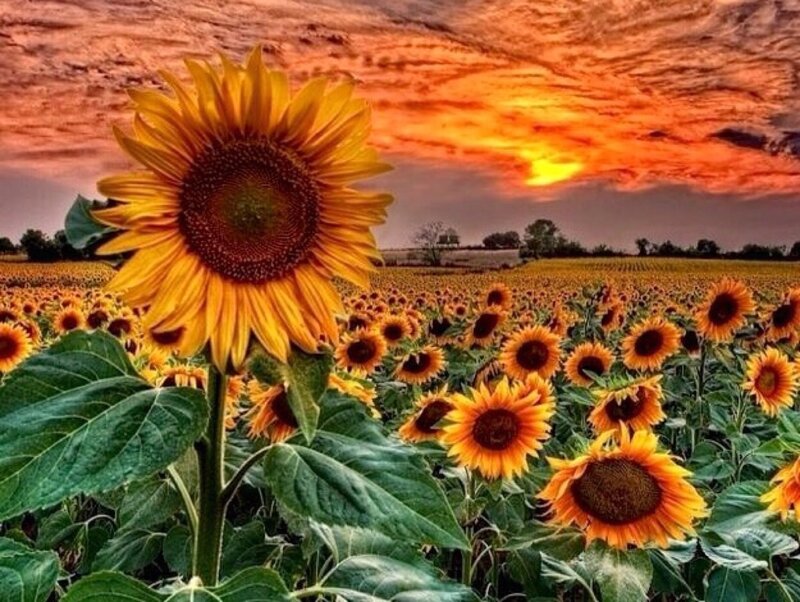 Sunflower in Field — Yellow, Dramatic, Sunset, Photograph, Sky, Clouds