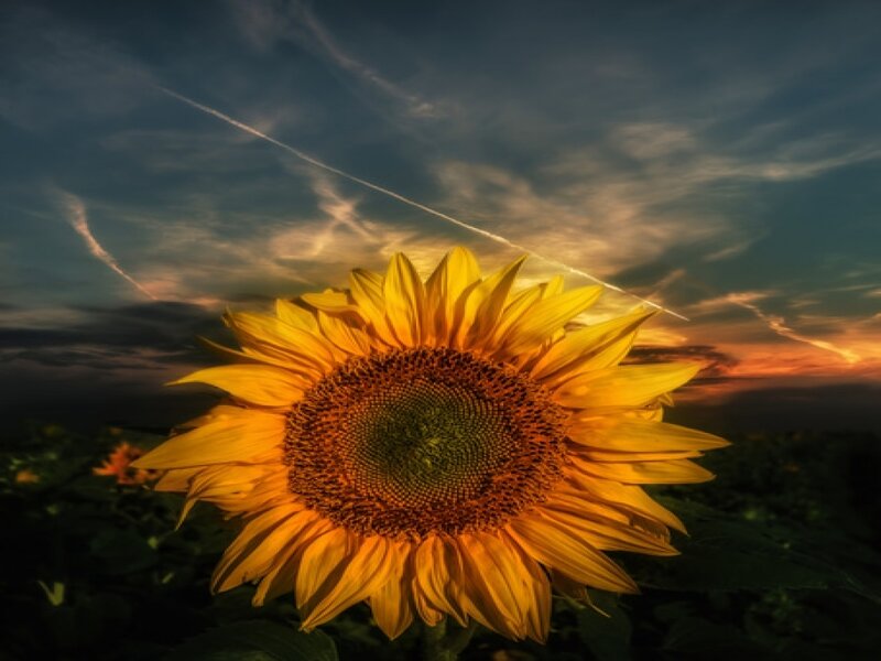 Sunflower in Field — Yellow, Dramatic, Sunset, Photograph, Sky