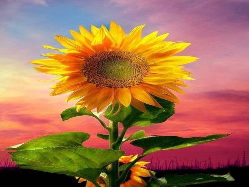 Sunflower in Field — Yellow, Dramatic, Sunset, Photograph
