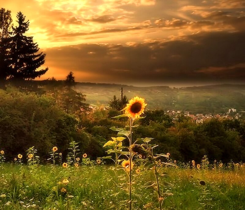 Sunflower in Field — Yellow, Dramatic, Sunset, Photograph, Trees