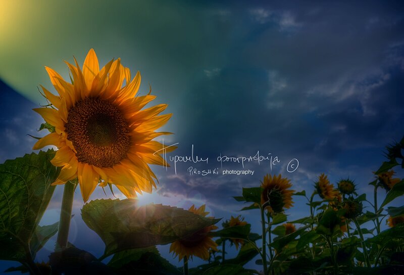 Sunflower in Field — Yellow, Dramatic, Sunset