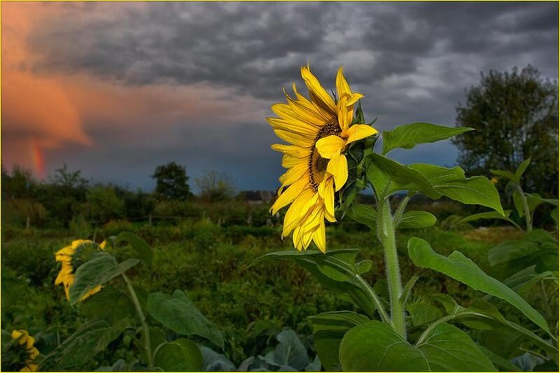 Sunflower in Field — Yellow, Dramatic