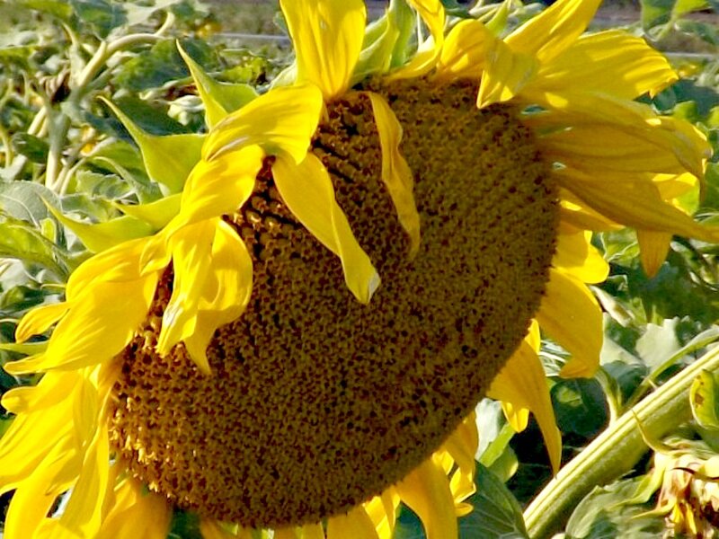 Sunflower in Field — Yellow, Natural