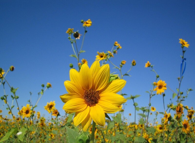 Sunflower in Field — Yellow, Serene, Afternoon, Photograph, Blue Sky