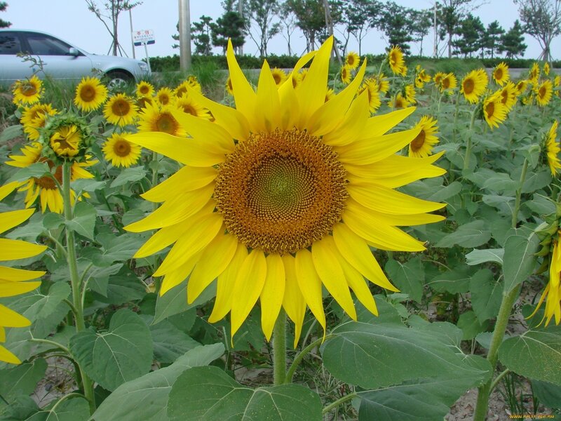 Sunflower in Field — Yellow, Serene, Afternoon, Photograph, Car