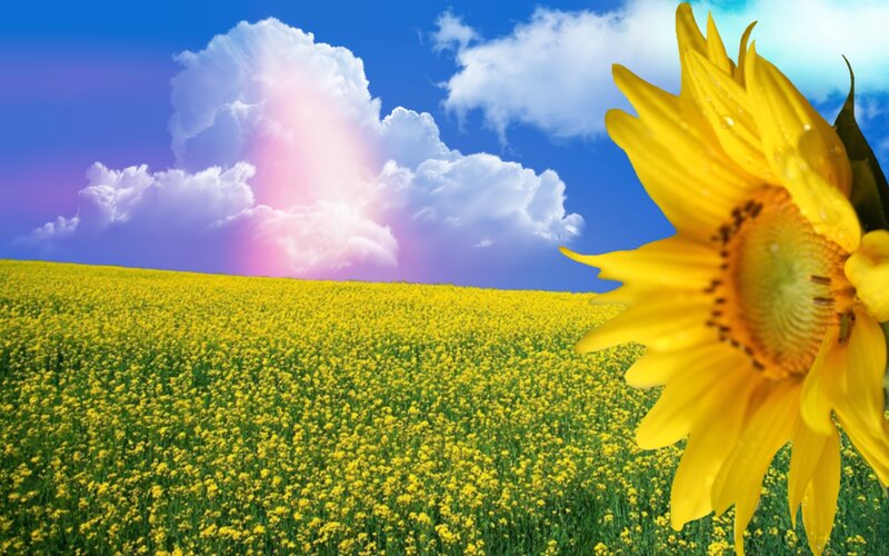 Sunflower in Field — Yellow, Serene, Afternoon, Photograph, Clouds, Sky