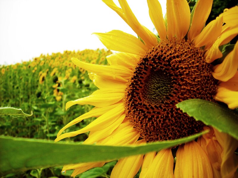 Sunflower in Field — Yellow, Serene, Afternoon, Photograph, Green Leaves, Sky, Green, Brown