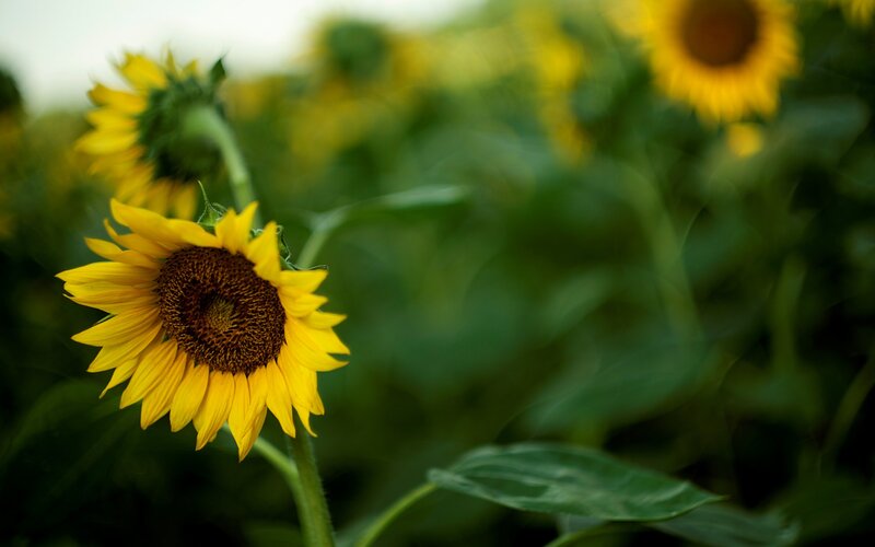 Sunflower in Field — Yellow, Serene, Afternoon, Photograph, Green Leaves, Sky