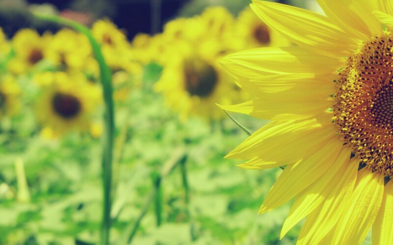 Sunflower in Field — Yellow, Serene, Afternoon, Photograph, Greenery, Sunlight