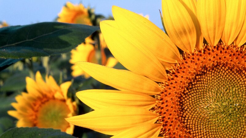 Sunflower in Field — Yellow, Serene, Afternoon, Photograph, Leaves, Sky, Green