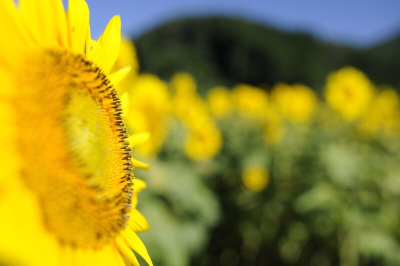 Sunflower in Field — Yellow, Serene, Afternoon, Photograph, Mountain, Sky