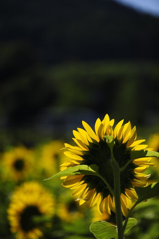Sunflower in Field — Yellow, Serene, Afternoon, Photograph, Mountain