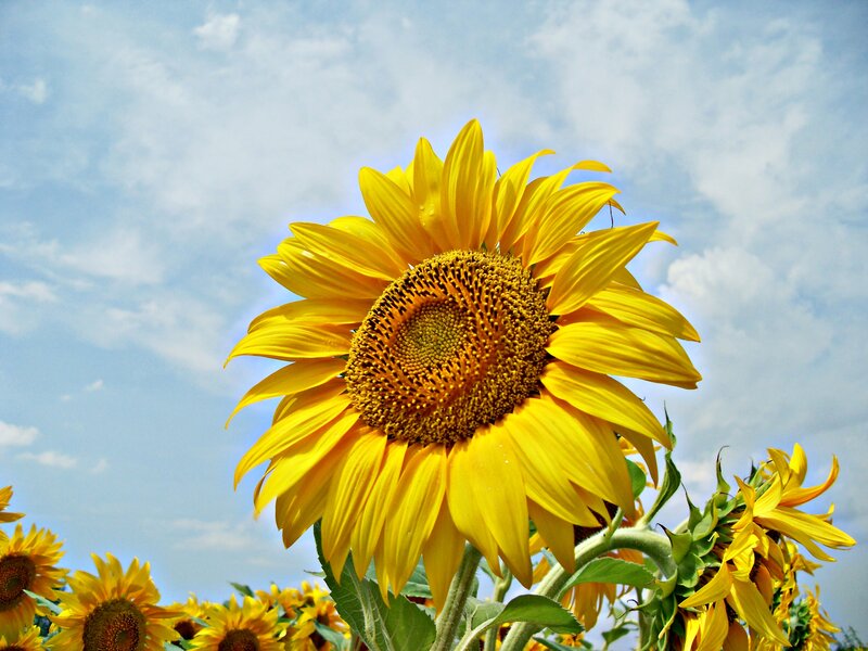 Sunflower in Field — Yellow, Serene, Afternoon, Photograph, Sky, Clouds