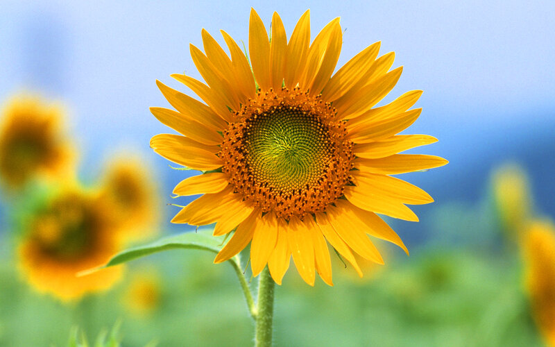 Sunflower in Field — Yellow, Serene, Afternoon, Photograph, Sky, Greenery