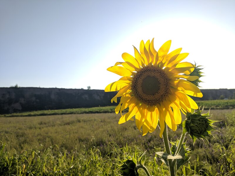 Sunflower in Field — Yellow, Serene, Afternoon, Photograph, Sky, Hill