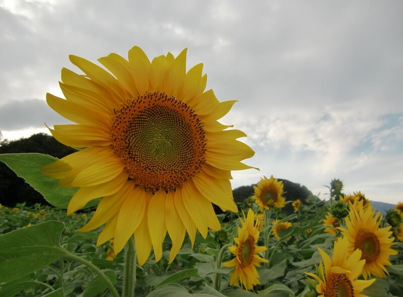 Sunflower in Field — Yellow, Serene, Afternoon, Photograph, Sky, Hills