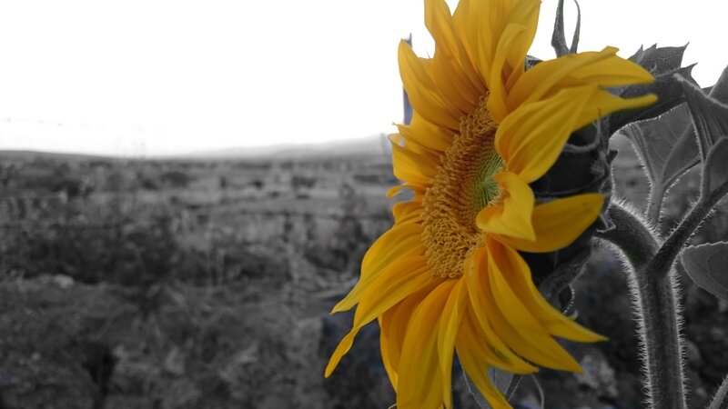 Sunflower in Field — Yellow, Serene, Afternoon, Photograph, Sky, Stem