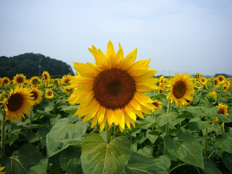 Sunflower in Field — Yellow, Serene, Afternoon, Photograph, Sky, Trees