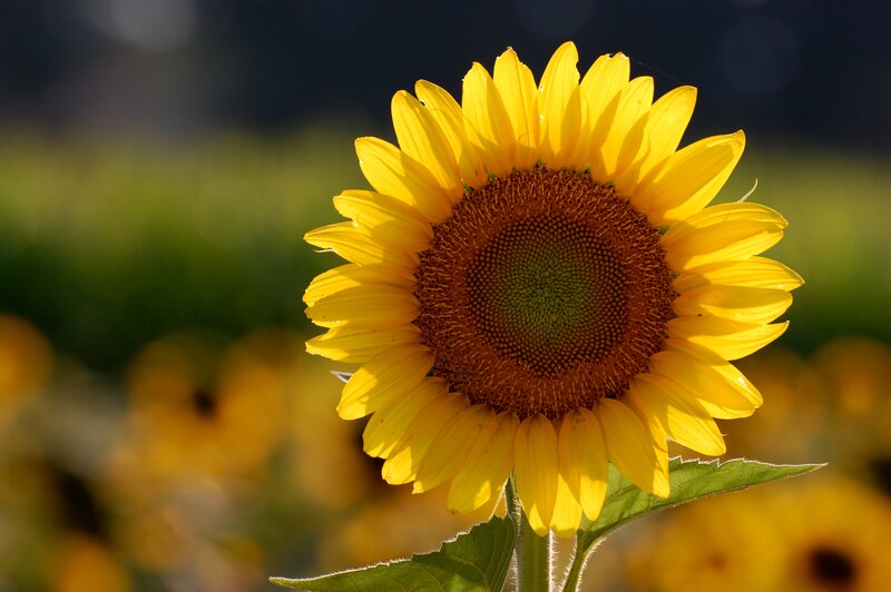 Sunflower in Field — Yellow, Serene, Afternoon, Photograph, Stem