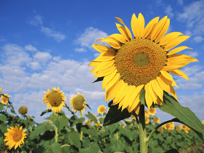 Sunflower in Field — Yellow, Serene, Afternoon, Photograph