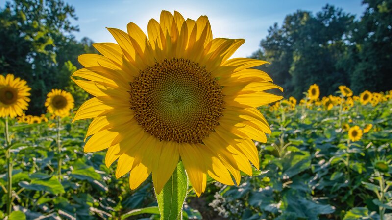 Sunflower in Field — Yellow, Serene, Afternoon, Photograph, Trees, Sky