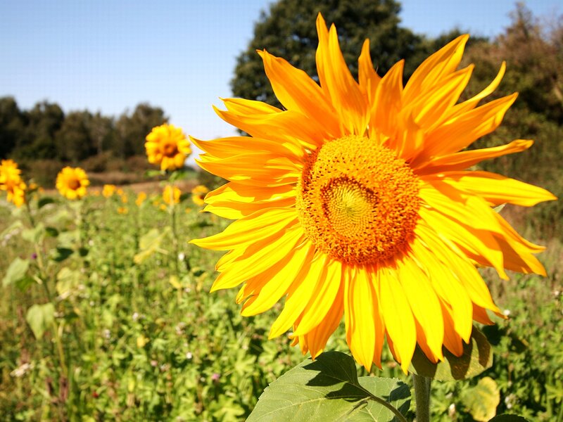 Sunflower in Field — Yellow, Serene, Afternoon, Photograph, Trees