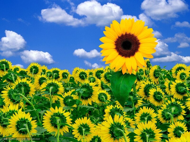 Sunflower in Field — Yellow, Serene, Afternoon