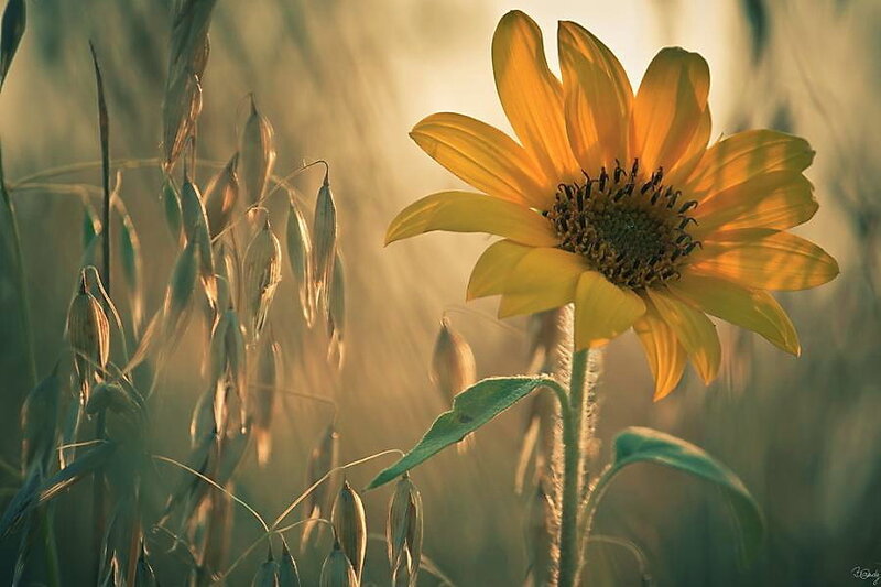 Sunflower in Field — Yellow, Serene, Dawn