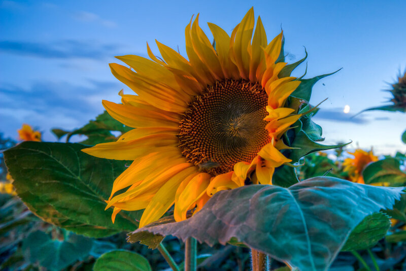 Sunflower in Field — Yellow, Serene, Night