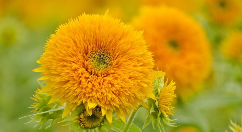 Sunflower in Field — Yellow, Serene, Summer, Photograph, Green Leaves