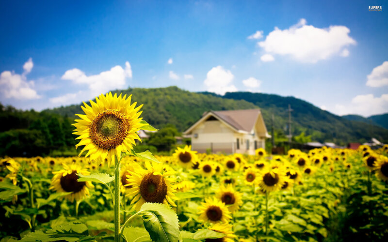 Sunflower in Field — Yellow, Serene, Summer, Photograph, House