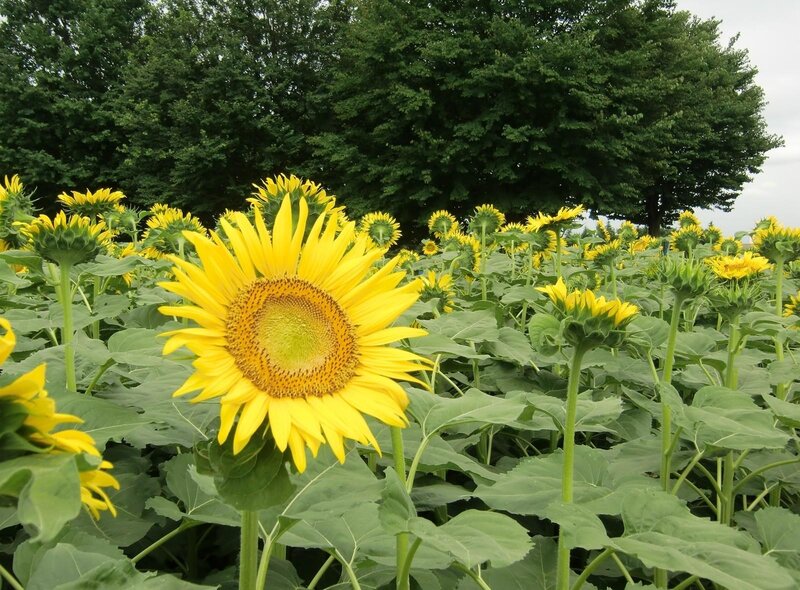 Sunflower in Field — Yellow, Serene, Summer, Photograph, Trees, Sky