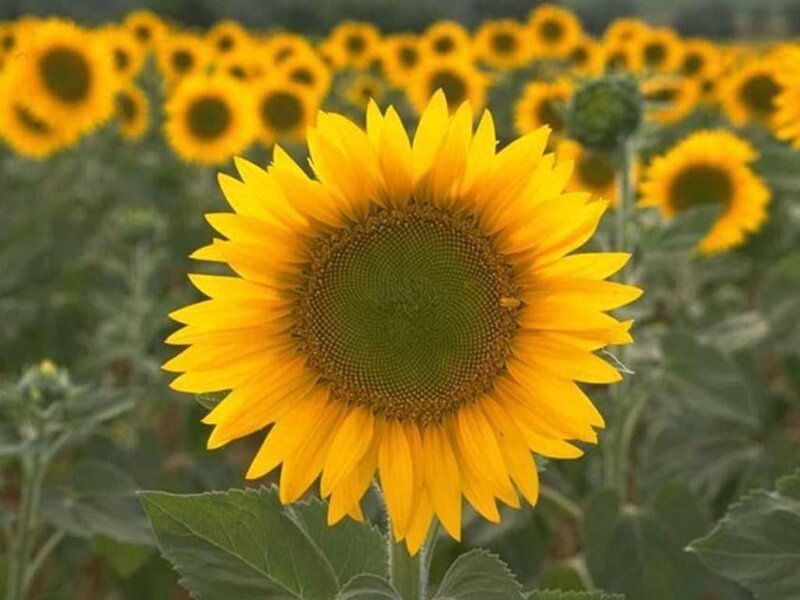 Sunflower in Field — Yellow, Serene, Summer