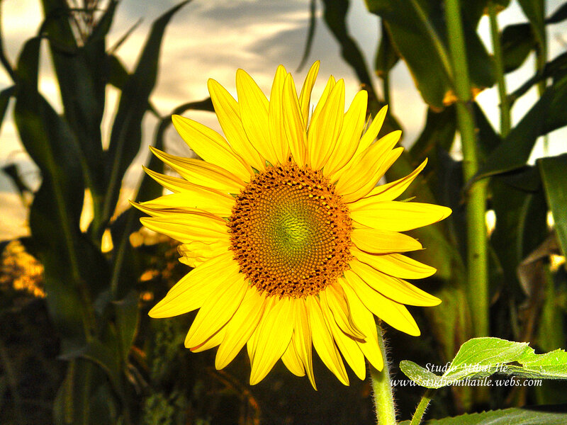 Sunflower in Field — Yellow, Serene, Sunset, Photograph, Leaves