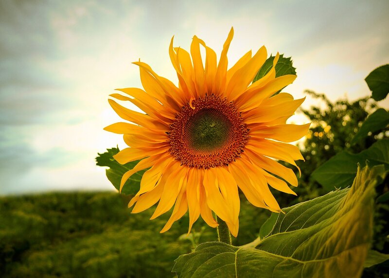 Sunflower in Field — Yellow, Serene, Sunset, Photograph, Sky, Leaves