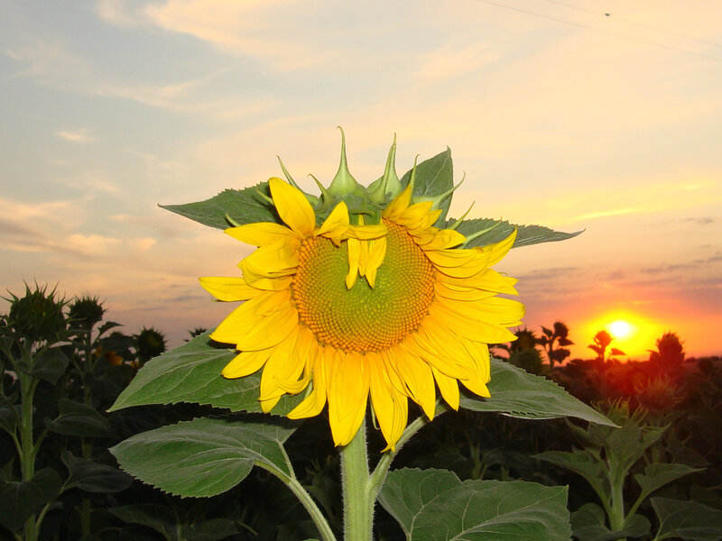 Sunflower in Field — Yellow, Serene, Sunset, Photograph