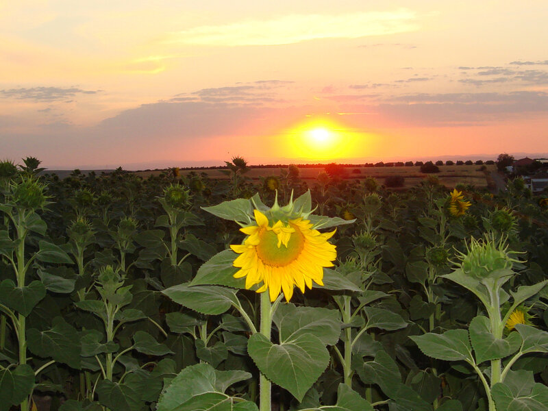 Sunflower in Field — Yellow, Serene, Sunset