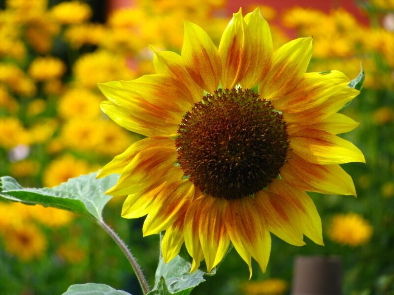 Sunflower in Field — Yellow, Serene