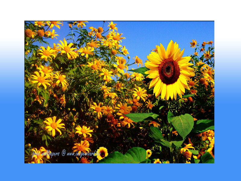 Sunflower in Field — Yellow