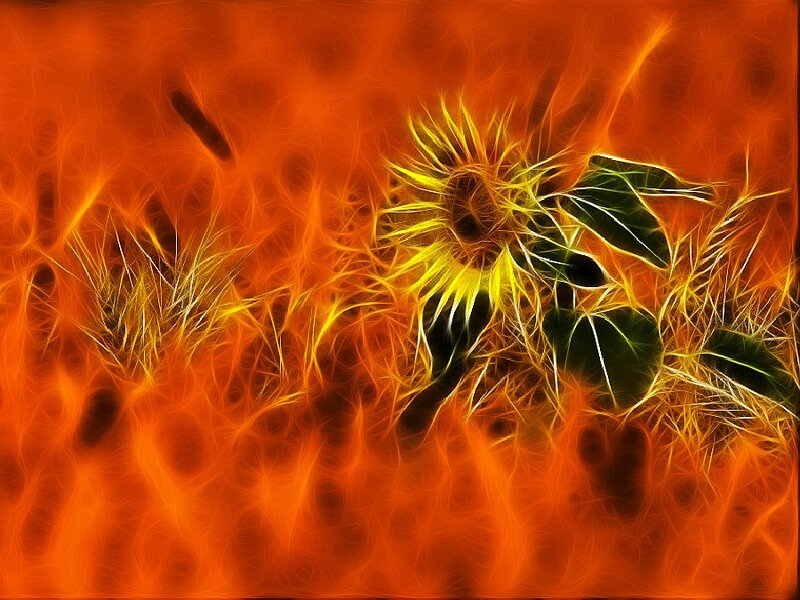 Sunflower in Flames