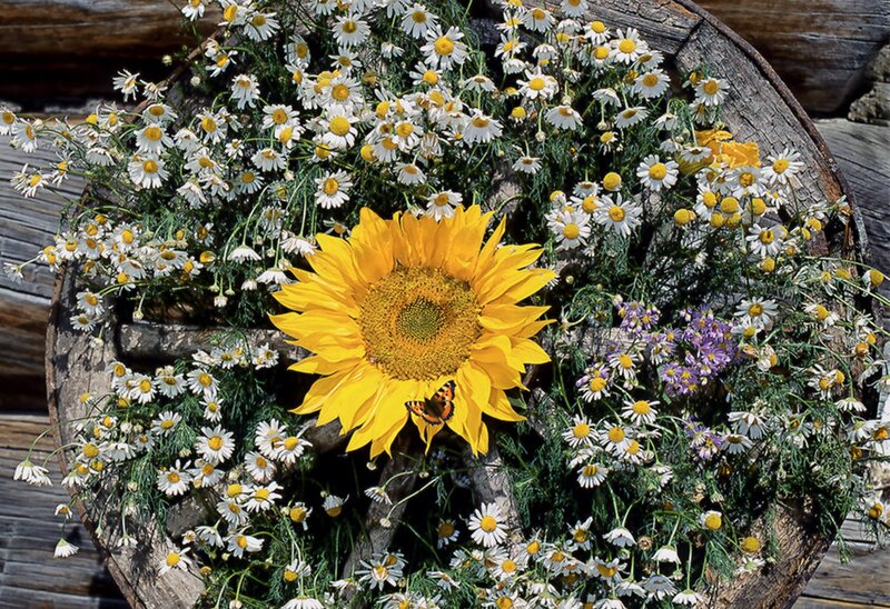 Sunflower in Flower Arrangement