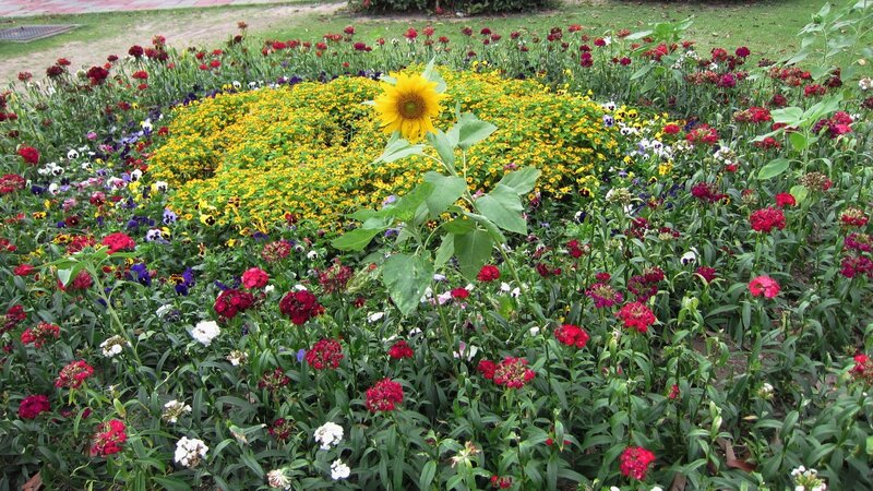 Sunflower in Flower Bed
